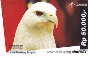 101+ Gambar Burung Elang Dari Kardus Gratis