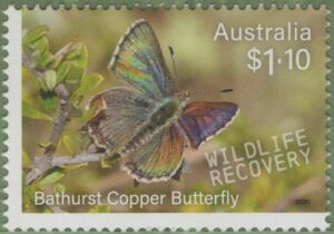 Bathurst Copper Butterfly (Paralucia spinifera)