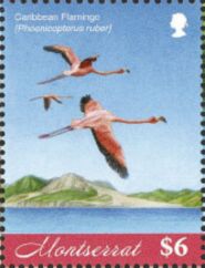 Caribbean Flamingos (Phoenicopterus ruber) in Flight