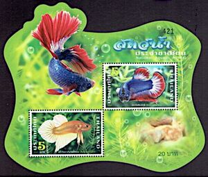 Fighting Fish (Betta Splendens)