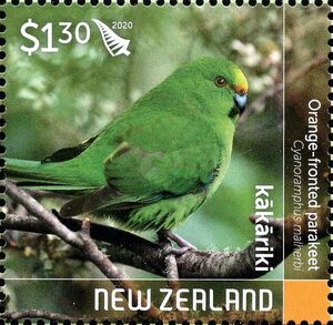 Orange-fronted Parakeet (Cyanoramphus malherbi)