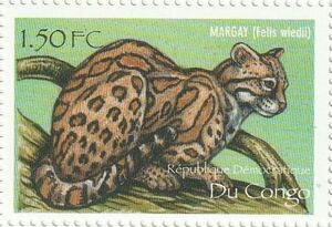 (Felis wiedii)