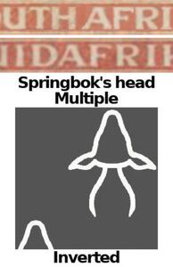 Orange Tree (Citrus sinensis)