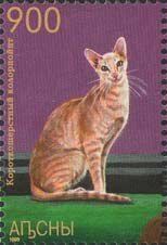 Colorpoint shorthair