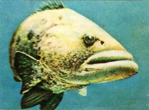 Adesivos: Los misterios de las profundidades submarinas - Sticker nº 46