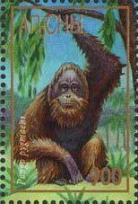 Bornean orangutan (Pongo pygmaeus)
