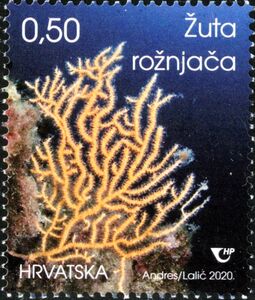 Yellow Sea Whip (Eunicella cavolini)