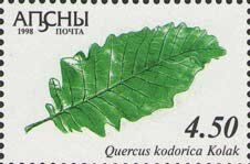 Quercus kodorica