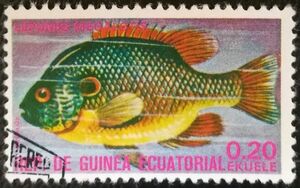 Longear Sunfish (Lepomis megalotis)