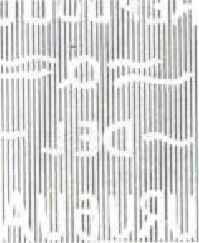 Southern Lapwing (Vanellus chilensis)