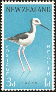 Pied Stilt (Himantopus leucocephalus)