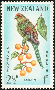Red-crowned Parakeet (Cyanoramphus novaezelandiae)
