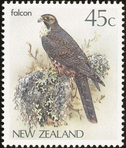 New Zealand Falcon (Falco novaeseelandiae)