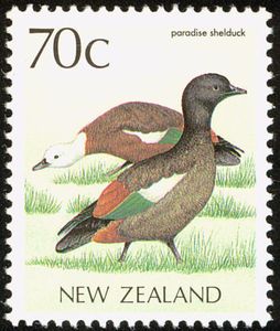 Paradise Shelduck (Tadorna variegata)