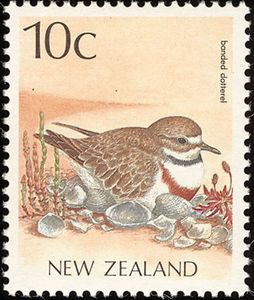 Banded Dotterel (Charadrius bicinctus)
