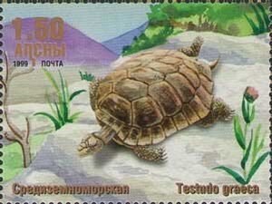 Greek tortoise (Testudo graeca)