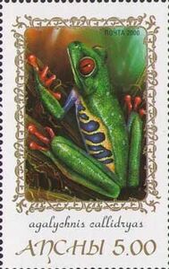 Red-eyed tree frog (Agalychnis callidryas)