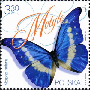 Helena Morpho (Morpho helena)