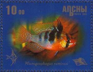 Microgeophagus ramirezi