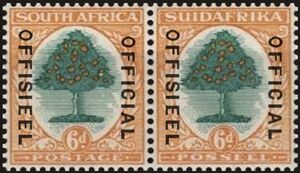 Orange Tree (Citrus sinensis)