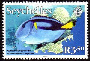 Palette Surgeonfish (Paracanthurus hepatus)