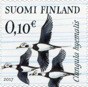 Long-tailed duck (Clangula hyemalis)