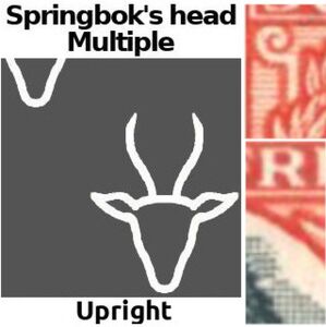 Orange Tree (Citrus sinensis)