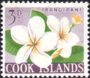 Frangipani