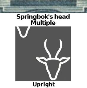 Springbok (Antidorcas marsupialis)