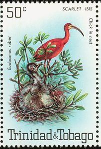 Scarlet Ibis (Eudocimus ruber) Chick in Nest