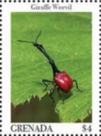 Giraffe weevil (Trachelophorus giraffa)