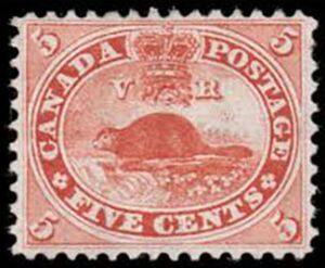 North American Beaver (Castor canadensis)