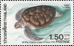 Green Sea Turtle (Chelonia mydas)