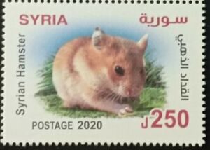Syrian hamster (Mesocricetus auratus)