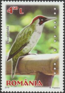European Green Woodpecker (Picus viridis)