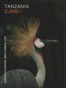 Grey Crowned Crane (Balearica regulorum)