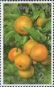 Mandarin (Citrus reticulata)