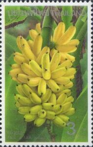 Banana (Musa sp.