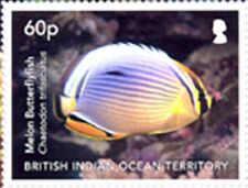 Melon butterflyfish