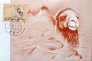 Camelus bactrianus ferus