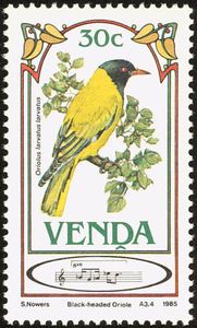 Black-headed Oriole (Oriolus larvatus)