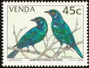 Cape-Starling-Lamprotornis-nitens.jpg