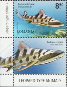 Leopard Shark (Triakis semifasciata)