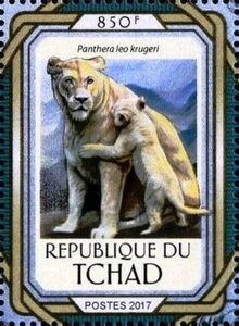 Panthera leo krugeri