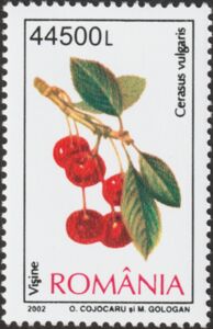 Sour Cherry (Cerasus vulgaris)