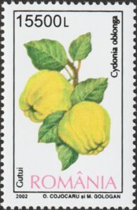 Quince (Cydonia oblonga)