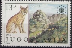 Eurasian Lynx (Lynx lynx), Prokletije Massif