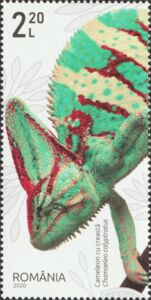 Veiled Chameleon (Chamaeleo calyptratus)