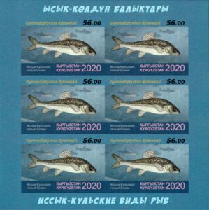 Naked Osman (Gymnodiptychus dybowskii)