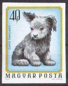 Puppy (Canis lupus familiaris)